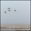 Sandhill Crane Foggy Fly Out