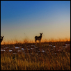 Autumn Deer at Sundown, Konza Prairie