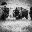 Bison Bulls