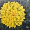 Hawkweed Sunflower