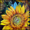 Grinter's Sunflowers III