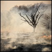 Tree at a Prairie Burn