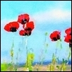 Poppies in the Sky