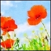 Abstract Poppies against the Sky