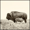 Bison Mother and Calf