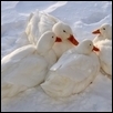 Family Togetherness in Snow
