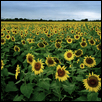 Sunflower Field, Wilson Co., Kansas