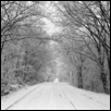 Tree Canopy Road, Snow, Douglas Co., Kansas