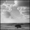 Tree, Cumulus Clouds, Geary Co., Kansas