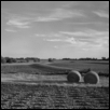 Soybean Field, Hay Bales, Douglas Co., Kansas