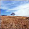 Winter Grass, Tree, Mount Mitchell Heritage Prairie